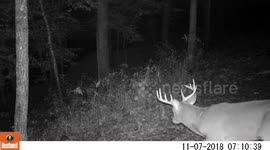 Huge 10 pointer