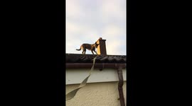 Roof guard