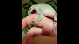 Beware of the man-eating tree frog