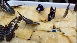 Colourful array of butterflies eating fruit food
