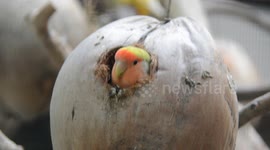 Cute parrot hiding in Coconut Husk