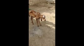 When new born calf just realized that it can walk