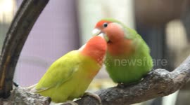 Sweet and lovely Parrots