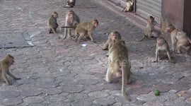 Planet Of The Apes: monkeys take over Thai street