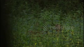 Fallow deer and fawns hiding between nettles in the forest.