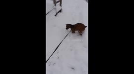 Marbles the boxers first snow