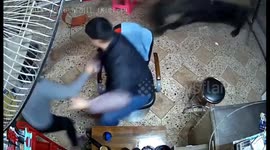 A family of four freaks out after renegade buffalo runs into their hair salon