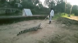 Indian villagers find stray crocodile in their house so they dump it in a canal