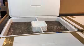 Airport staff find a million pounds of smuggled eels in airplane cargo