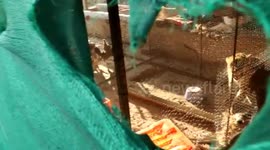 Leopard rescued after breaking into chicken coop and sedated