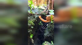 Across the great divide! Snail makes INCREDIBLE stretch to cross gap in the dirt