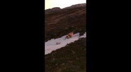 Ebba, the sliding dog :)
