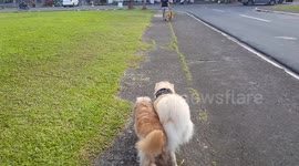 Blind Rescued Dog with his own Service Dog at the Park