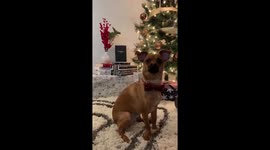 All I want for Christmas is AWOOOOO! Dog absolutely nails amazing duet with Mariah
