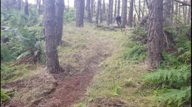 Man wipes out on pine tree mountain-biking in Scottish forest