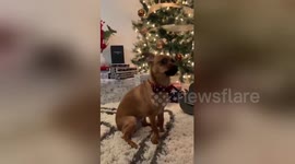 All I want for Christmas is AWOOOOO! Dog absolutely nails amazing duet with Mariah