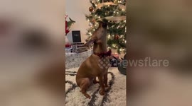 All I want for Christmas is AWOOOOO! Dog absolutely nails amazing duet with Mariah