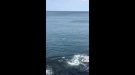 Whales dancing meters from Sydney coastline