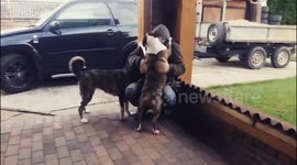 The most aggressive Bull terrier