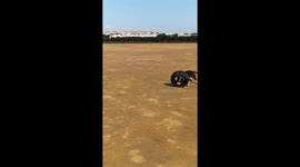 American staffordshire Training