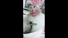 Funny videos