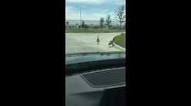 Goose trips over curb