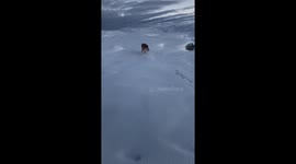 Chasing crows is fun...
