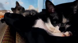 My cats