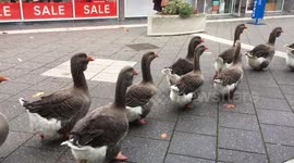 Goose Christmas Parade