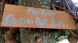 The Cannonball Tree (Couroupita guianensis)