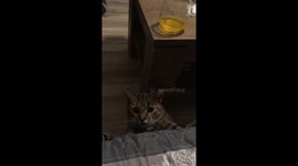 a funny video: a happy cat lurks and attacks the remote control for TV