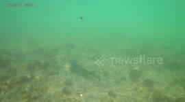 Leopard shark in Malibu Ca.