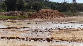 Carreca deportiva dog