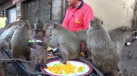 Wild monkeys enjoy a cake and candy picnic treat