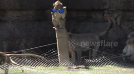 How do I look? Monkey steals tourist's sunglasses, tries them on for size