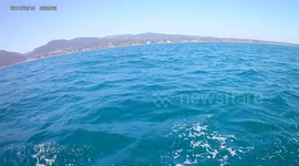 Sailing through a pod of Dolphins