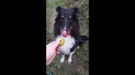 Dog confuses apple with a ball and is surprised of the taste