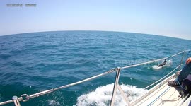 Dolphins surround our sail boat