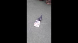 Bird trapped by plastic