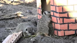 Zoo meerkats go mad for early Christmas present