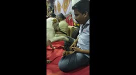 Funny Dog