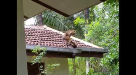 Monkeys use condom while they mating