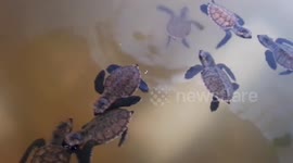 Turtle children's