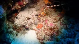 pipefish mating ritual / dance