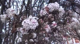 Christmas surprise - pink flowers bush in full bloom in December - London