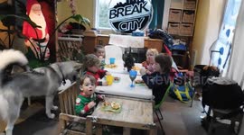 Alaskan Malamute Sojourner Truth Teaching Children to Eat All Their Food