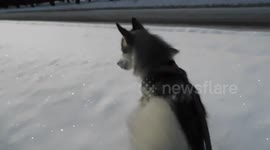 Alaskan Malamute Sojou Deep Snow Dash
