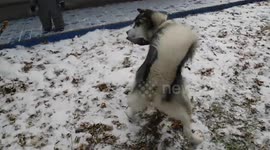 Alaskan Malamute Sojou Steals My Mittens