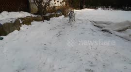 Alaskan Malamute Sojou Zoomie Time