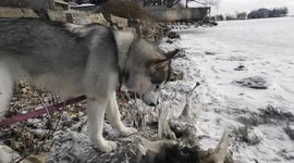 Alaskan Malamute Sojou eats frozen treat off a bush